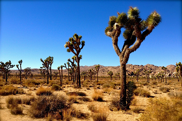 joshua trees