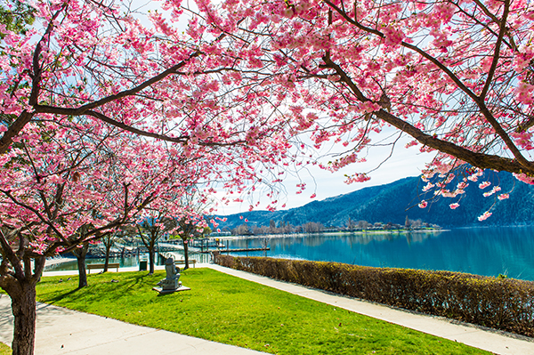 Cherry blossoms iat Lake Chelan, Washinton.