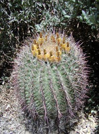 CALM cactus