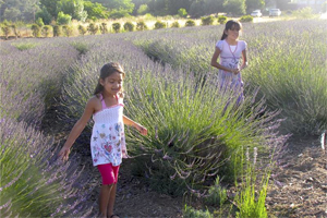 Take a trip 40 miles northeast of San Diego City to Valley Center, and go to Keys Creek Lavender Farm