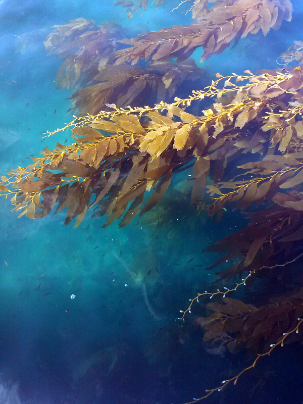 Kelp Forests at the Channel Islands