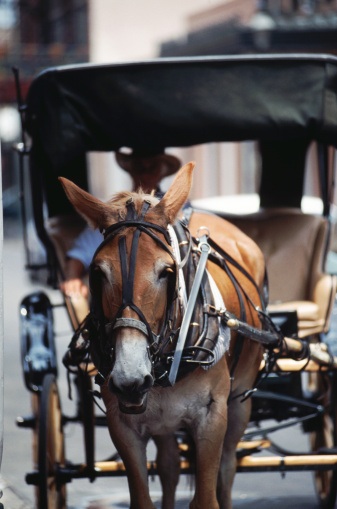 Horsebuggie