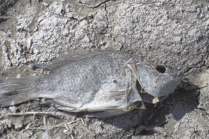 Salton Sea Fish