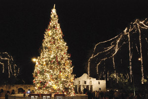 San Antonio Alamo Tree