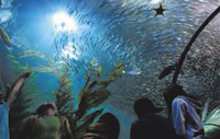 Aquarium of the Bay