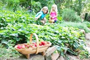 Help Kids Grow Strawberries
