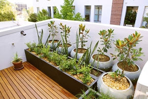 Plant a Patio Garden