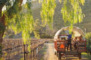 San Diego’s Best Family-Friendly Wineries